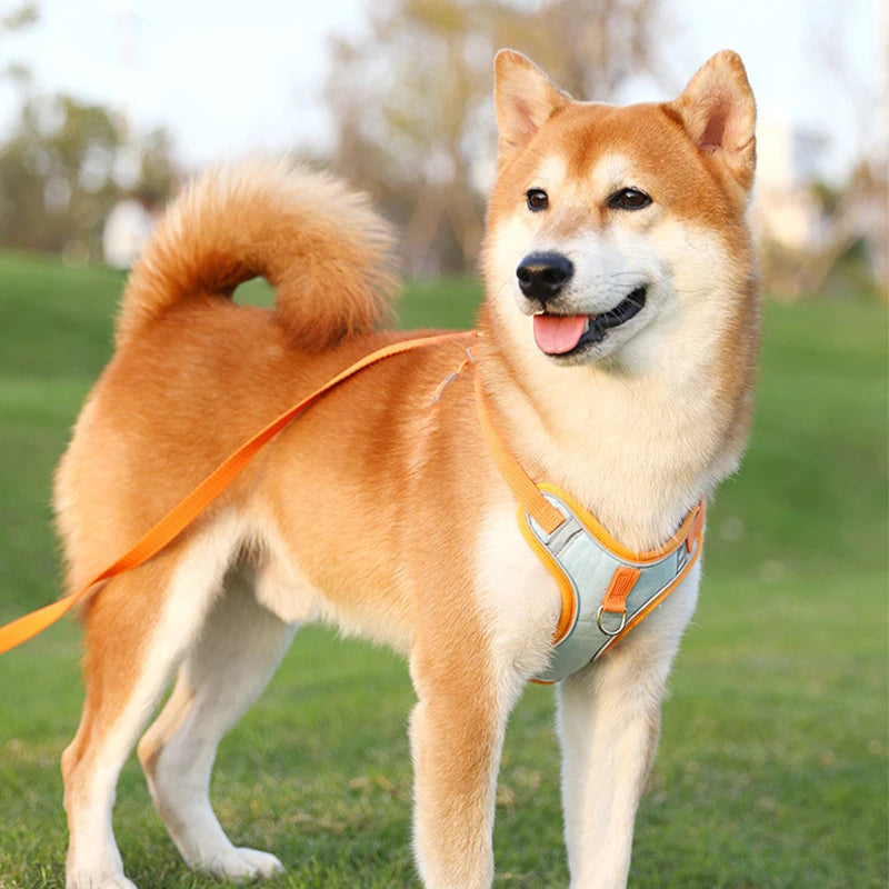 Green Paws Reflective Dog Harness